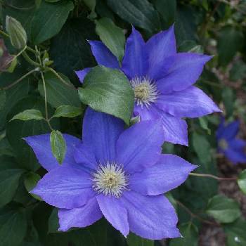 Клематис ‘H.F.Young’ (Clematis ‘H.F.Young’) 
